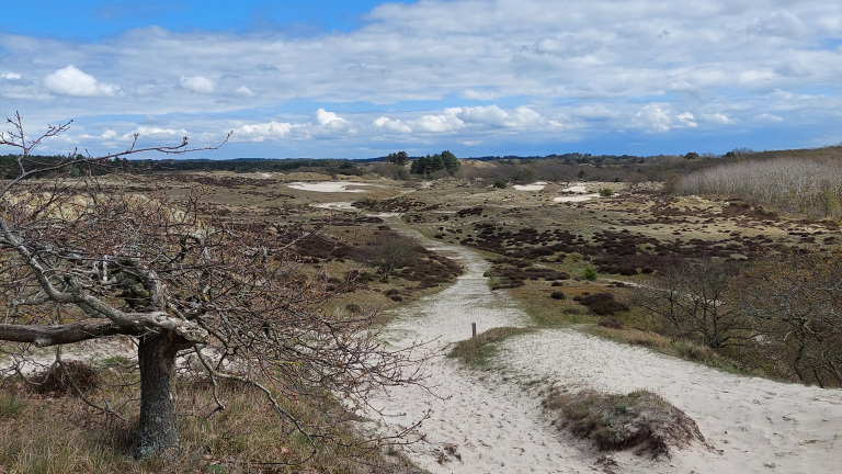 Zondagse voorjaarswandeling door het duin rond Duinheide Bergen 🗓