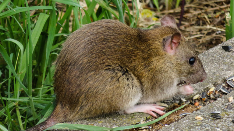 Een rat zit op een betonnen rand en eet zaden, omgeven door gras.