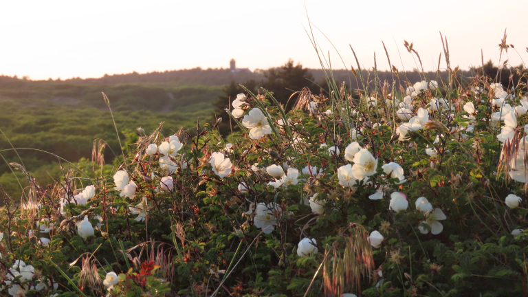 Mee met gids Hans Stapel voor avondwandeling vanaf Heemtuin Parnassia 🗓