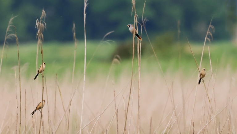 Vogelwerkgroep Alkmaar e.o. organiseert jeugdexcursie naar het Zwanenwater 🗓