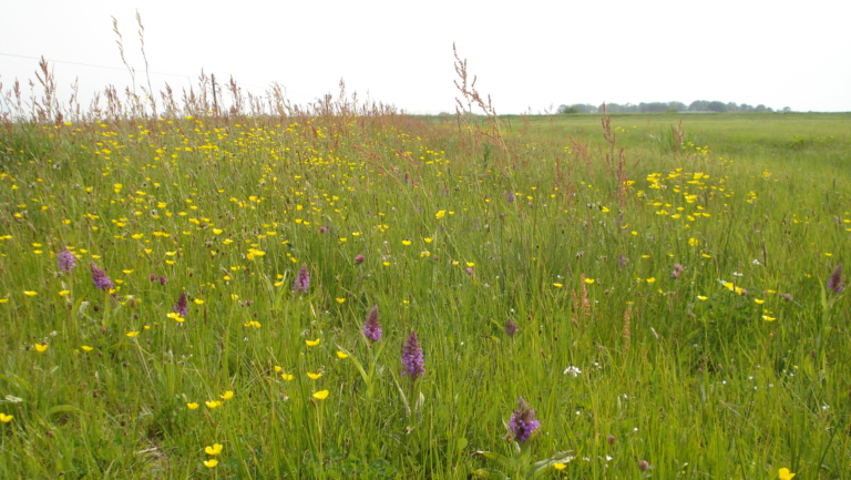 Natuurmonumenten houdt wandelexcursie door de Weide Nes bij Bergen 🗓