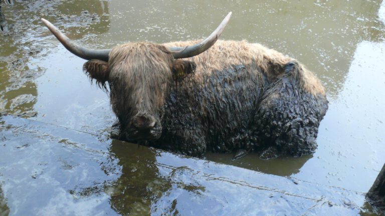 Strafeis voor zorgboerderij in Grootschermer: taakstraf en zes jaar geen dieren erbij