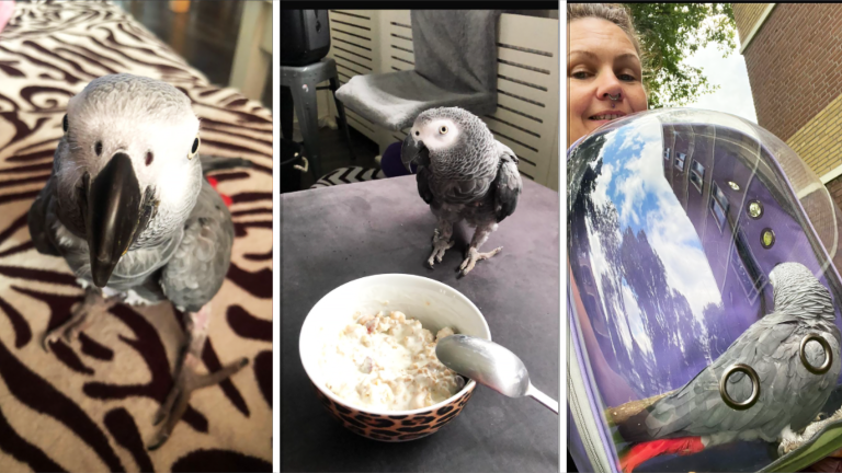 Drie foto's van een grijze papegaai: links kijkt de vogel recht in de camera op een patroon van zwarte en witte lijnen; in het midden staat de papegaai op een tafel naast een kom met ontbijtgranen; rechts zit de papegaai in een draagtas met een kijkvenster, naast een vrouw die glimlacht.