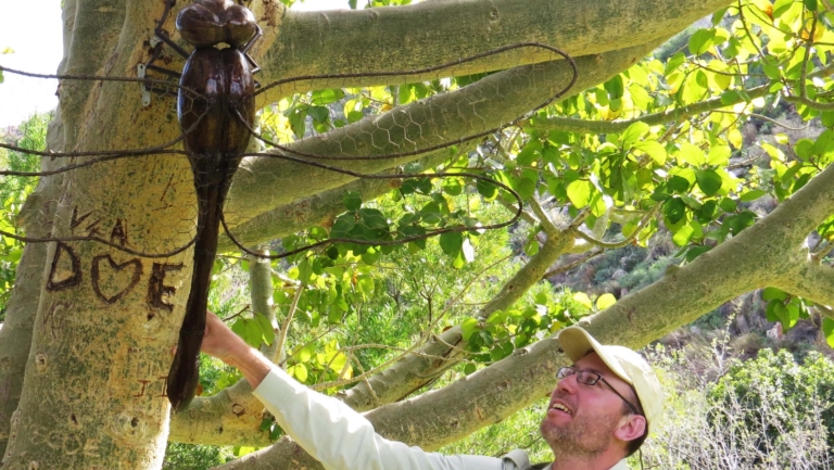 Man wearing a hat and glasses, reaching up to touch a large dragonfly sculpture attached to a tree trunk, surrounded by lush green foliage.
