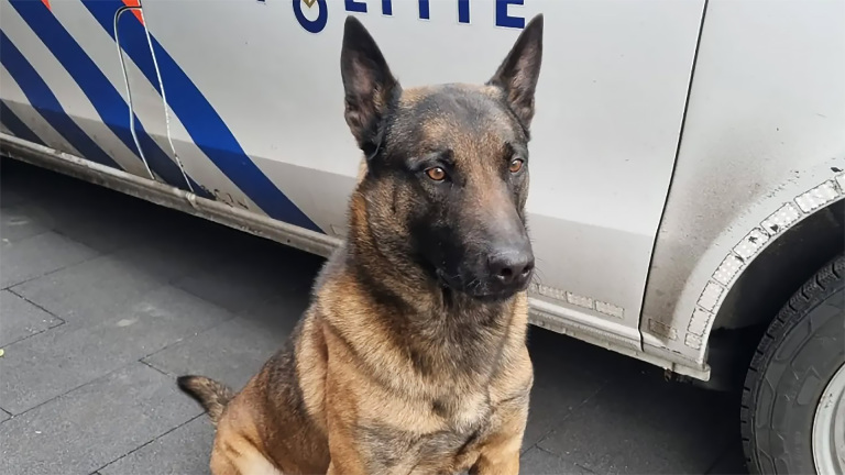 Alkmaarse politie pakt fietsendieven dankzij diensthond Rando