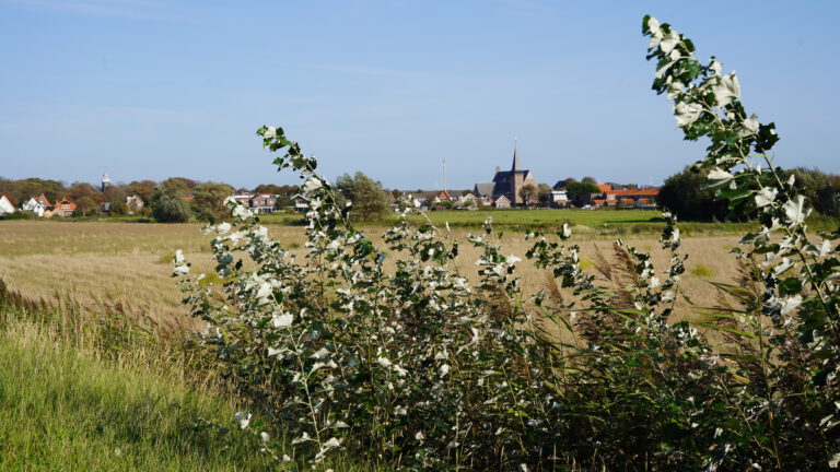 Woningbouw in duinstreek ligt plat: ‘Dorpen worden onleefbaar als Rijk niet snel met stikstofbeleid komt’