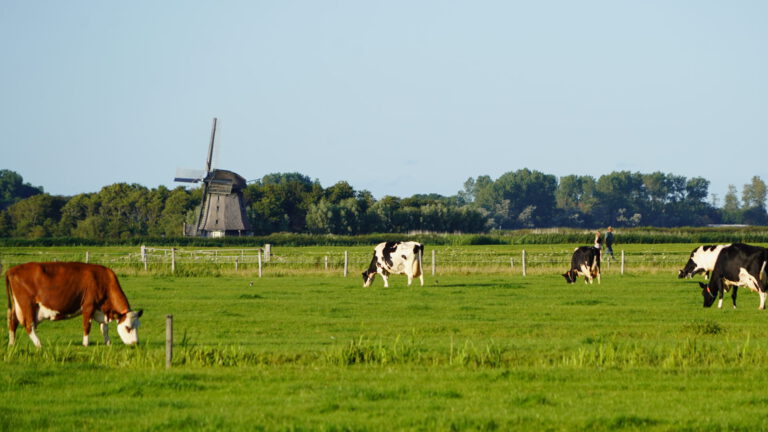 Provincie en boeren tekenen voor 30% stikstofreductie, natuurorganisaties ontevreden: ‘Te weinig, te vrijblijvend’