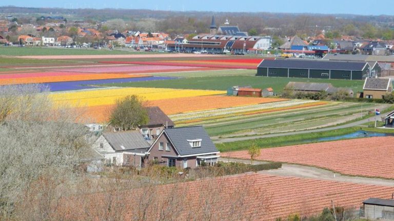 Kans voor bioboer: Bergen verpacht bollengrond bij Egmond voor proefproject