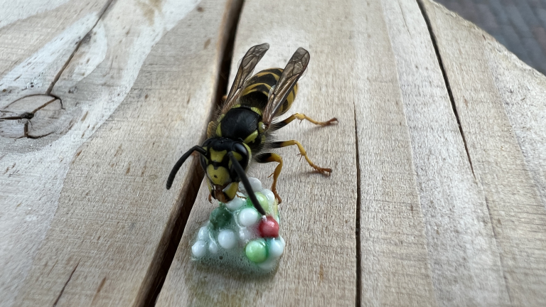 Een wesp op een houten oppervlak eet van een kleine hoop gekleurde schuimbellen.