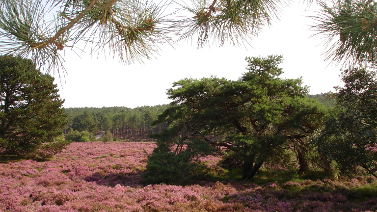 Familie-uitjes in de Schoorlse Duinen: Heidewandelingen en Buitendag vol natuur 🗓