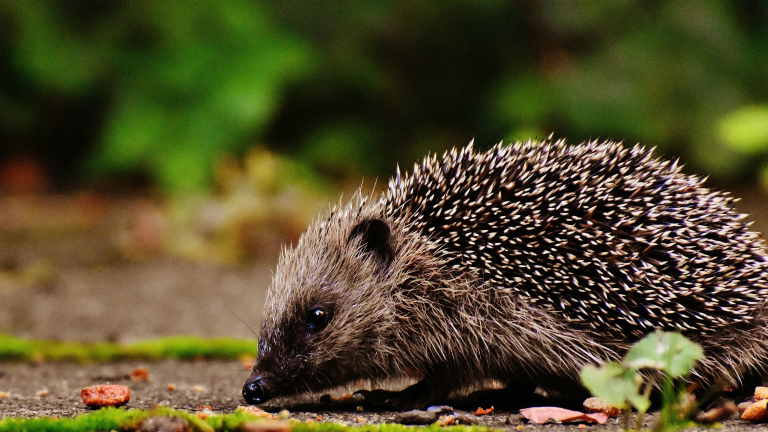 Een egel op de grond met mos en bladeren, op zoek naar voedsel in een groene omgeving.