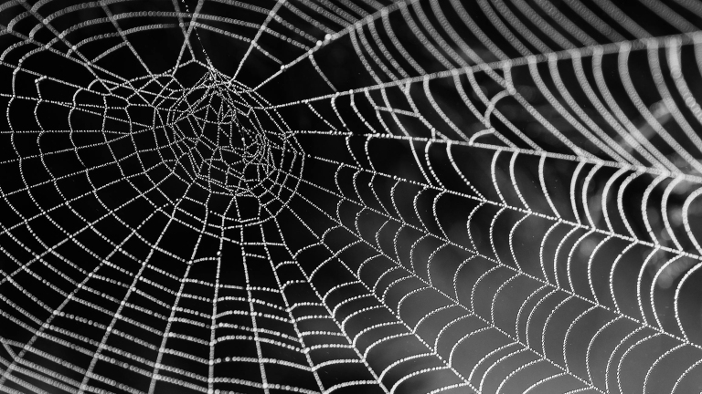 Zwart-wit foto van een spinnenweb bedekt met dauwdruppels tegen een donkere achtergrond.