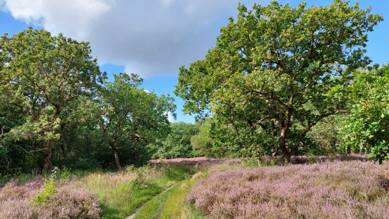 Natuurwandeling met IVN-gids door de duinen bij Bergen 🗓