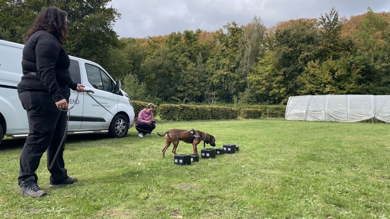 Twee mensen begeleiden een hond met een tuigje over een grasveld langs een rij zwarte dozen, waarschijnlijk als onderdeel van een geurdetectietraining, met een witte bestelwagen en bosjes op de achtergrond.