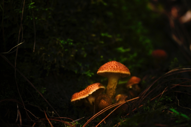 Gezinsuitje: Herfstwandeling met Paddenstoelenbingo in Schoorl 🗓