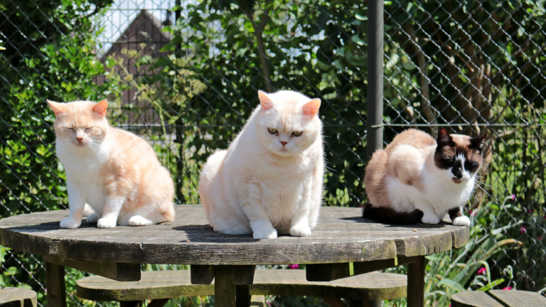 Katten kijken in Alkmaar: open dag bij Stichting Zwerfdier 🗓