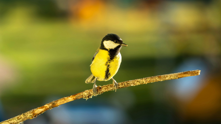 Vogelcursus voor beginners: ontdek de natuur in Alkmaar 🗓