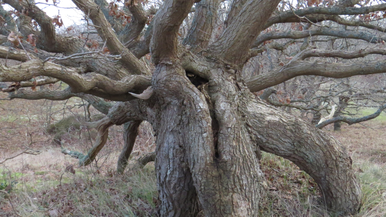 Ontdek de Bergense duinen en jut op het strand met IVN 🗓