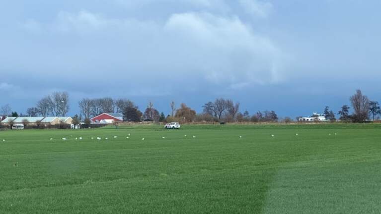 Groene grasweide met verspreide vogels en een wit voertuig op de achtergrond, omringd door bomen en gebouwen onder een bewolkte lucht.