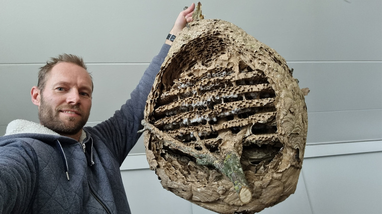 Man houdt een groot, opengewerkt wespennest vast tegen een lichte achtergrond.