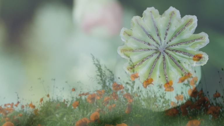 Huys Egmont expo: Van Akker tot Abdij – sporen door het landschap van Heiloo en Egmond 🗓