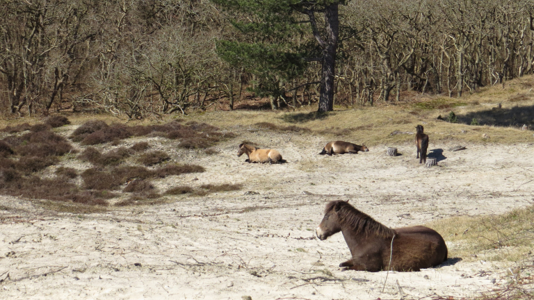 Winterwandeling door de duinen van Bergen: ontdek natuur met IVN 🗓