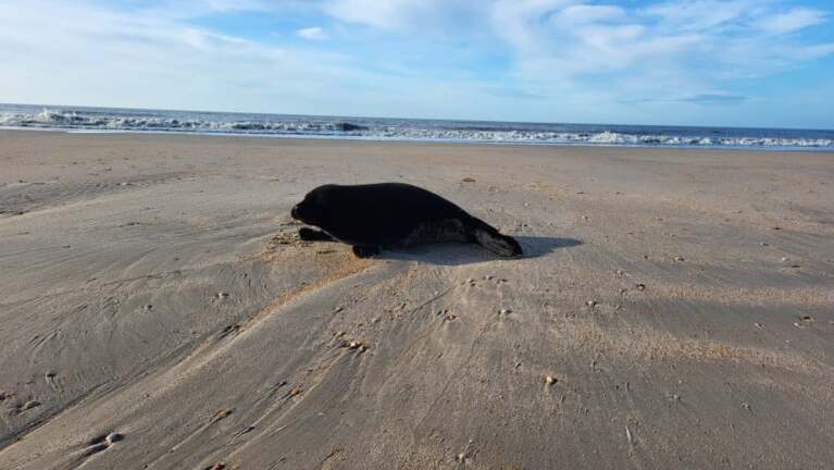 Een zeehond ligt op een zandstrand met de oceaan en golven op de achtergrond onder een blauwe hemel.