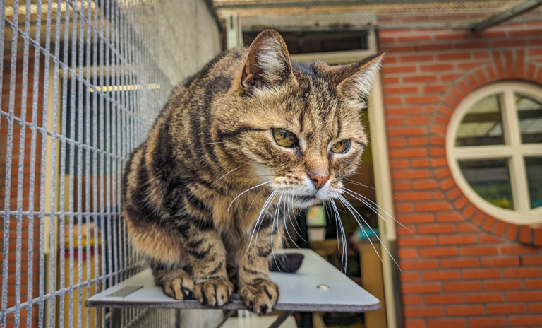 Alkmaar komt dit jaar met programma om katten te castreren