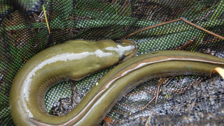 Een glibberige paling ligt op een net met groene bladeren eronder.