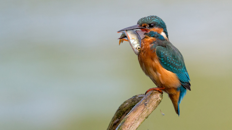 KNNV Alkmaar-Den Helder organiseert elfdelige cursus veldbiologie met excursies 🗓