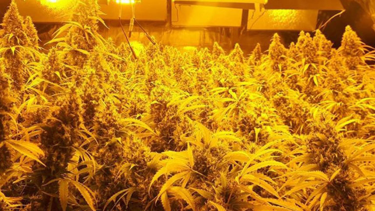 Politie verricht aanhouding na vondst hennepkwekerij