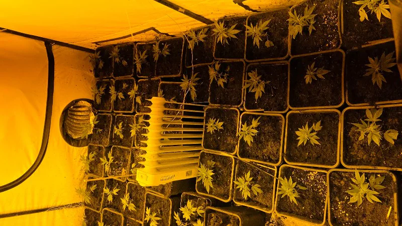 Kleine planten groeien in potten binnen een tent met oranje verlichting en een ventilatiesysteem.