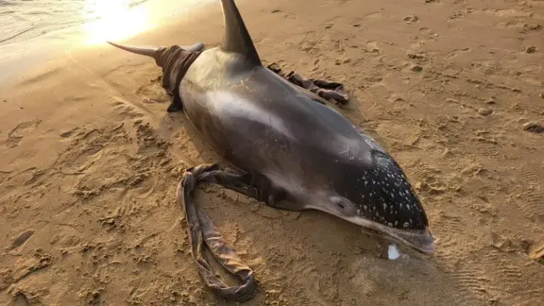 Zeldzame witsnuitdolfijn levend aangespoeld op Egmonds strand: “Dit is uniek”