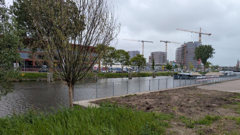 Boom langs een kanaal met op de achtergrond bouwkranen en enkele gebouwen in steigers.