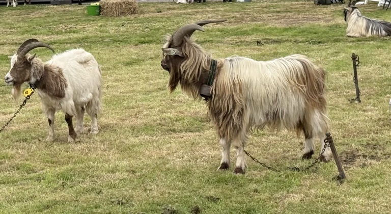 Leeghwaterdag bij Museummolen Schermerhorn, mét Oudhollandse Geitenkeuring 🗓