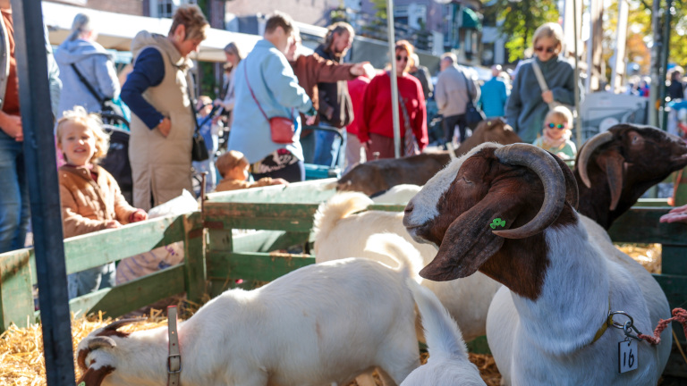 Mensen op een markt bekijken een omheining met geiten; een kind glimlacht terwijl volwassenen in de achtergrond staan en wijzen.