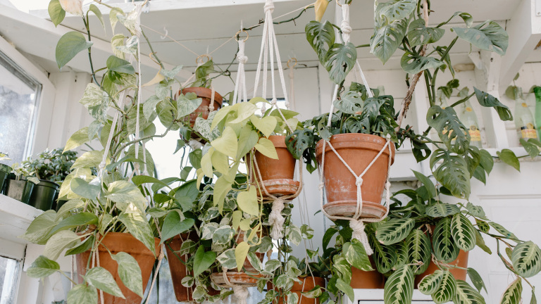Dag & Dauw workshop macramé plantenhanger in bieb De Mare 🗓