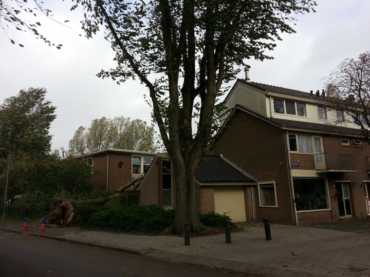 20131028 boom heilooerdijk 2