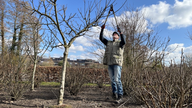 Tuinier snoeit boomtakken met een takkenschaar op een zonnige dag.