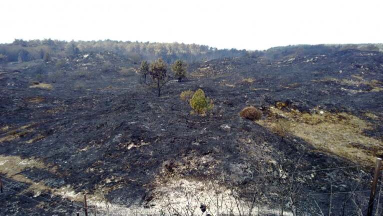 Uitgebrande heidevlakte met enkele overgebleven groene bomen en struiken, omgeven door zwartgeblakerde grond.