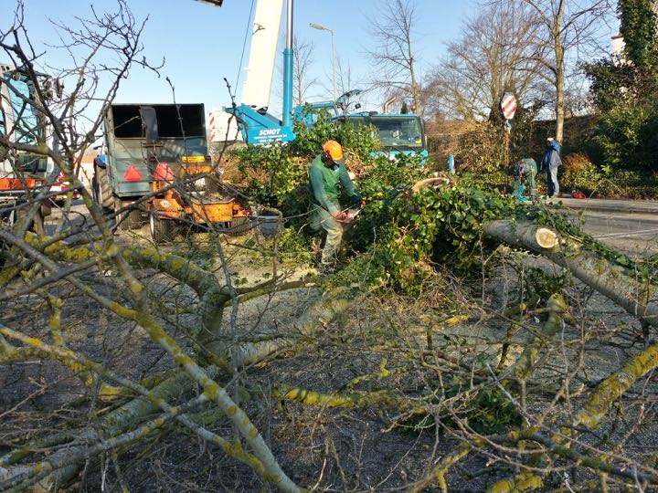 20150313 bomenkap alkmaar1