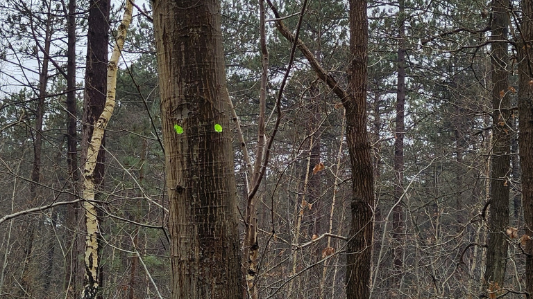 Boomstammen in een bos met twee felgroene markeringen op een van de bomen.