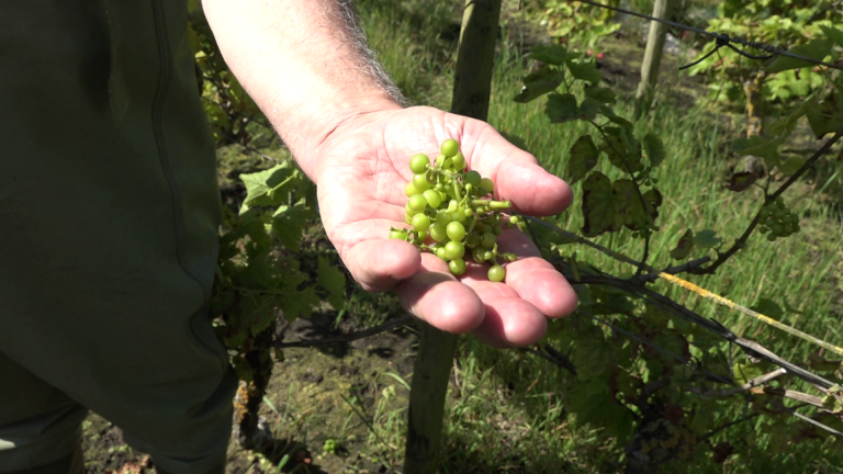 Een hand met een tros onrijpe groene druiven in een wijngaard.