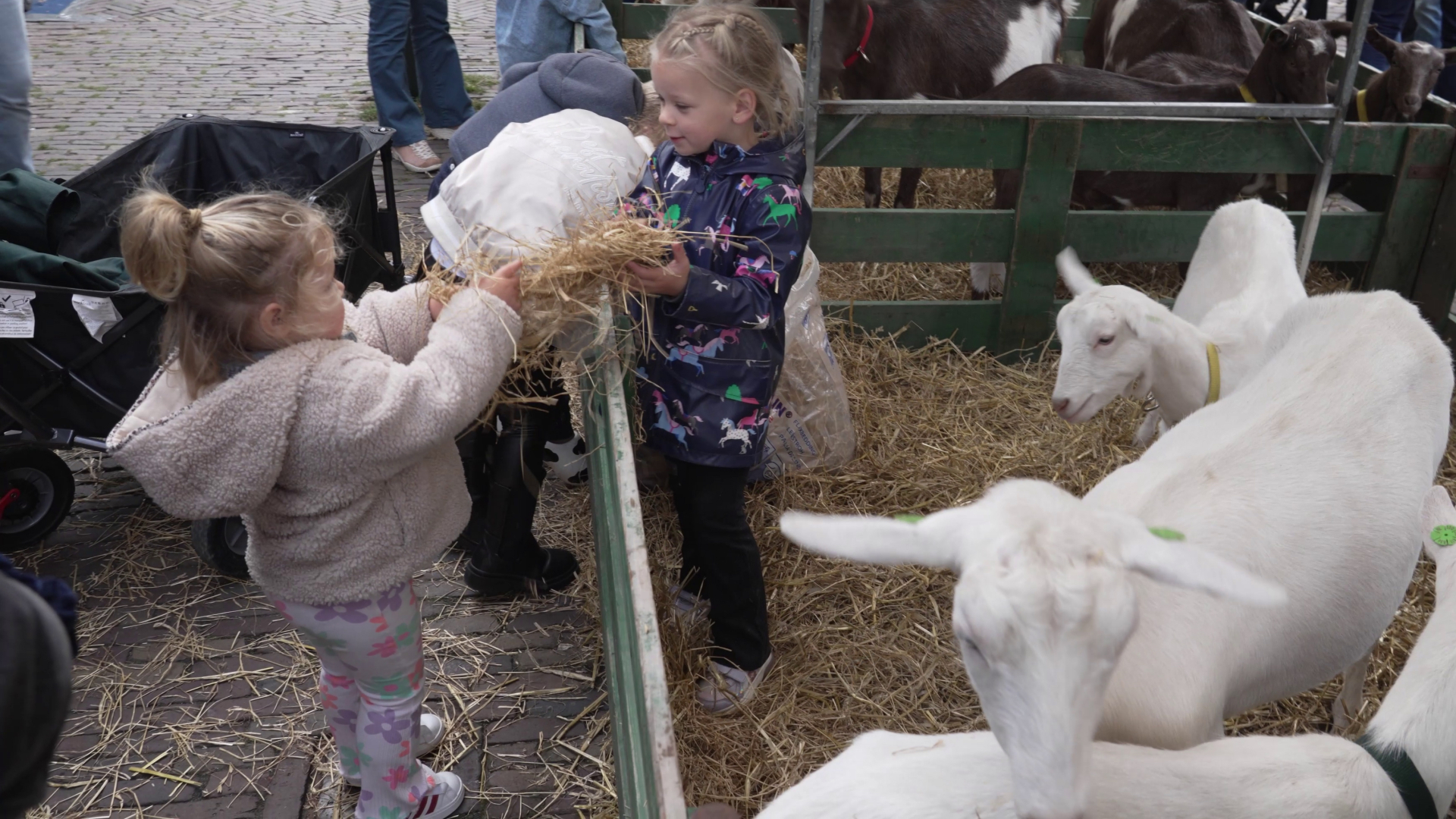 Twee jonge meisjes voeren hooi aan geiten in een omheind gebied.