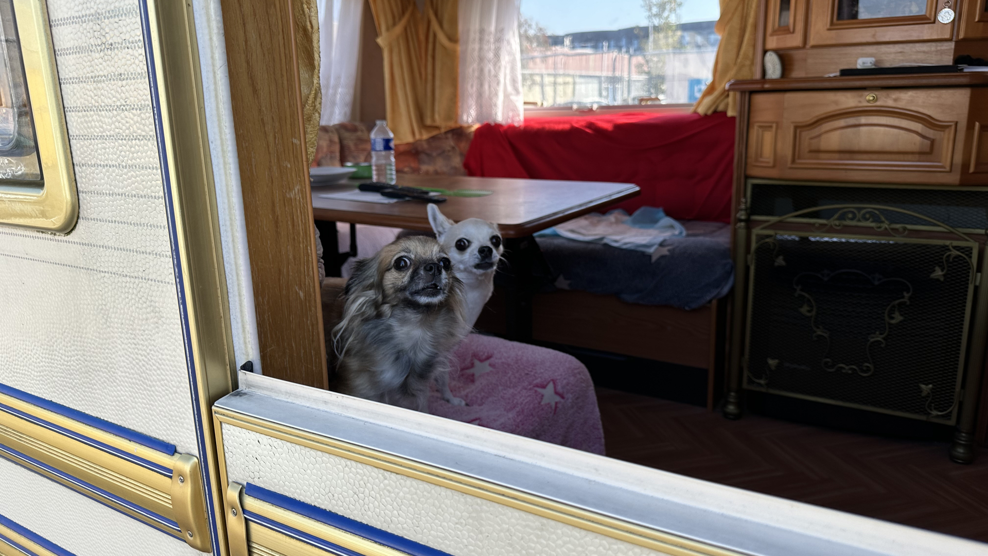 Twee kleine honden kijken uit het raam van een caravan, met een tafel en stoelen op de achtergrond.