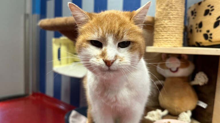 Een rood-witte kat voor een blauw gestreepte muur met speelgoed op de achtergrond.