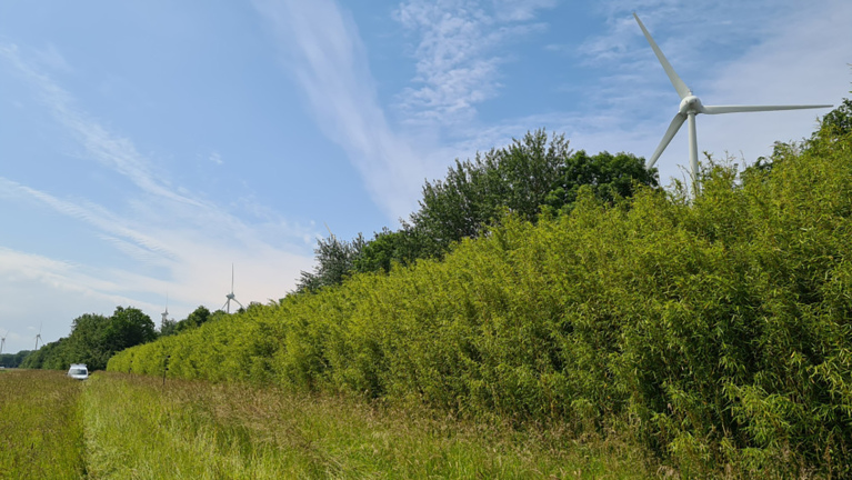 Open veld met groene bomen en struiken, op de achtergrond windturbines en een auto aan de linkerkant.