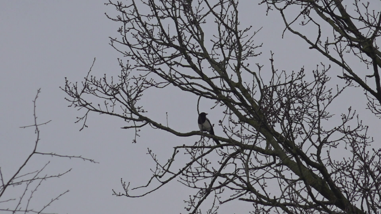 Een vogel zit op een kale tak van een boom tegen een grijze lucht.