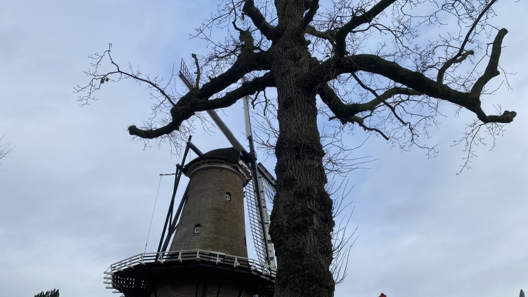 Een windmolen naast een kale boom op een bewolkte dag.