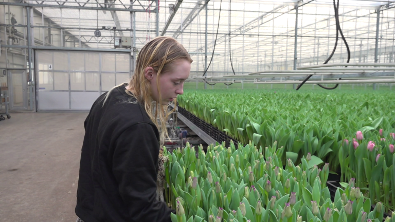 Persoon inspecteert tulpen in een kas.